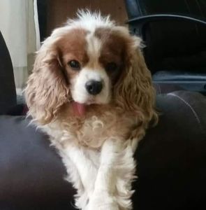 Meet your Posher, Brook